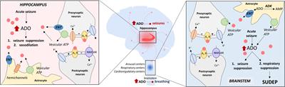 The Good, the Bad, and the Deadly: Adenosinergic Mechanisms Underlying Sudden Unexpected Death in Epilepsy